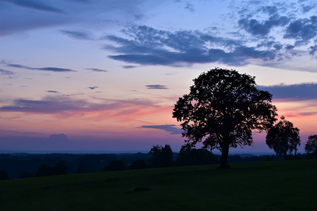 green tree on green grass field under cloudy sky during daytime