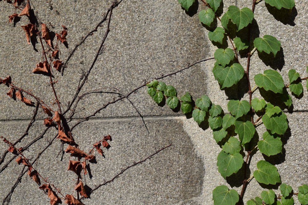 red and green leaves on gray concrete floor