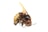 A close-up view of a dead hornet, showcasing its detailed anatomy including wings, legs, and antennae, all set against a stark white background.