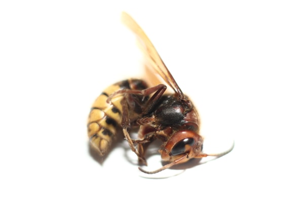 A close-up view of a dead hornet, showcasing its detailed anatomy including wings, legs, and antennae, all set against a stark white background.