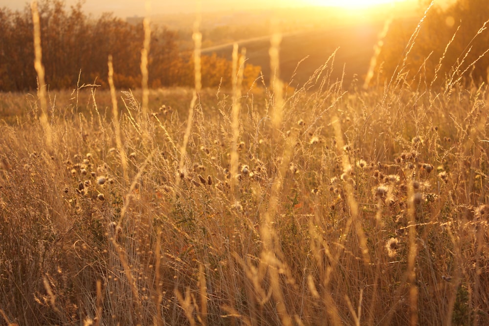 Champ d’herbe brune au coucher du soleil