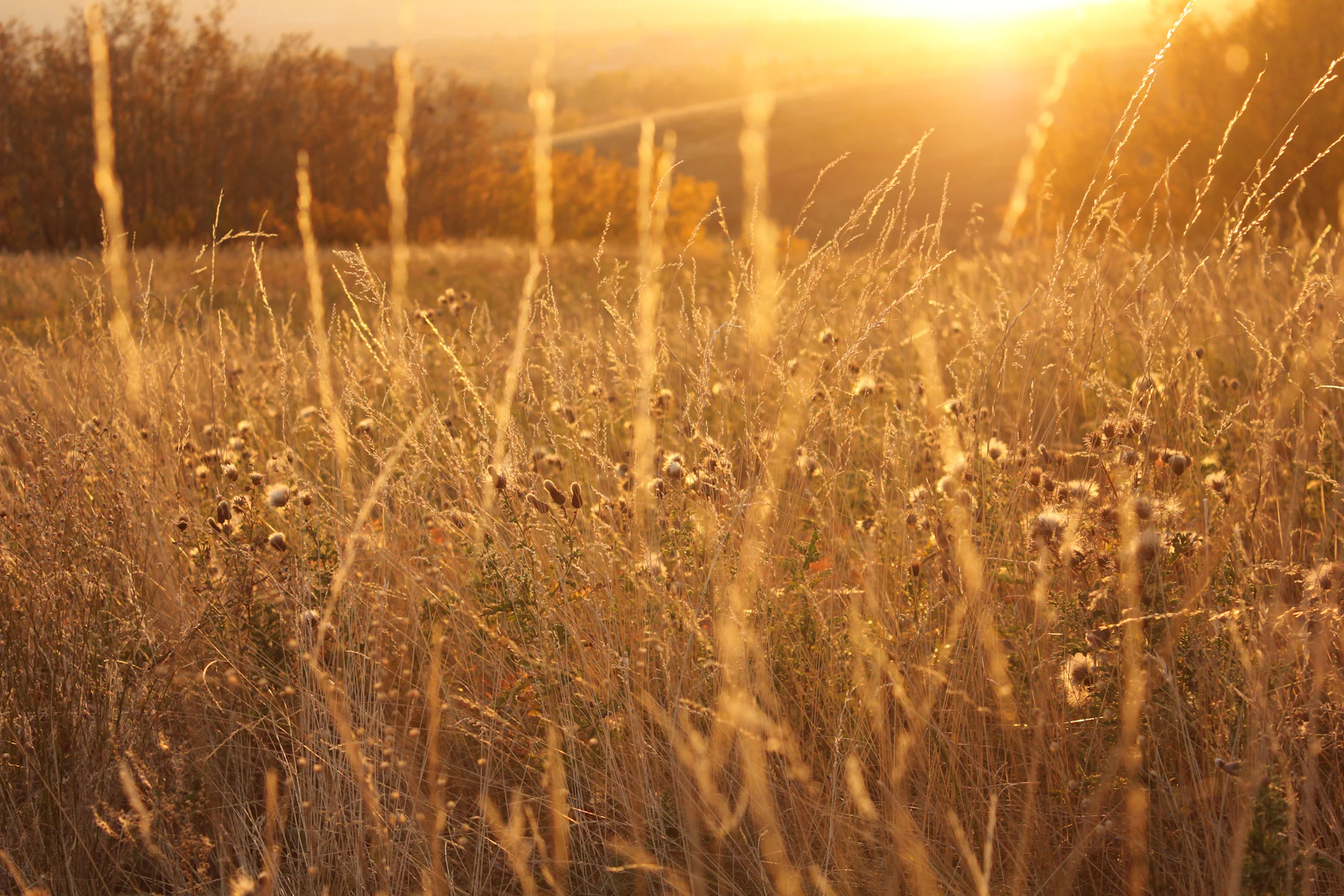 Golden prairie stretching to the horizon at last light