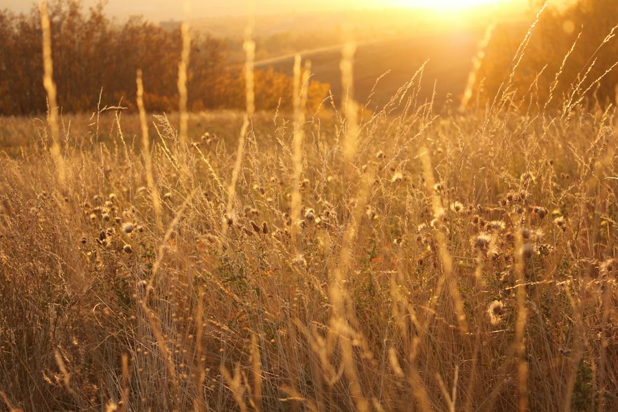 Golden prairie grass glowing in soft evening light
