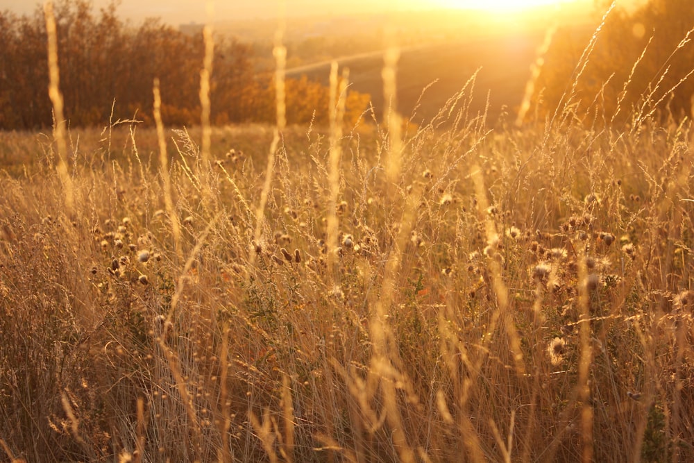 campo de grama marrom durante o pôr do sol