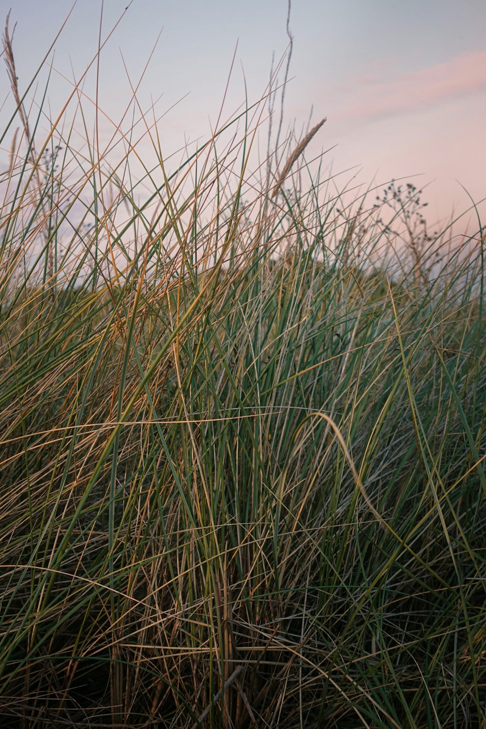 green grass field during daytime