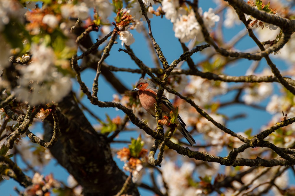 red and black bird on tree branch during daytime