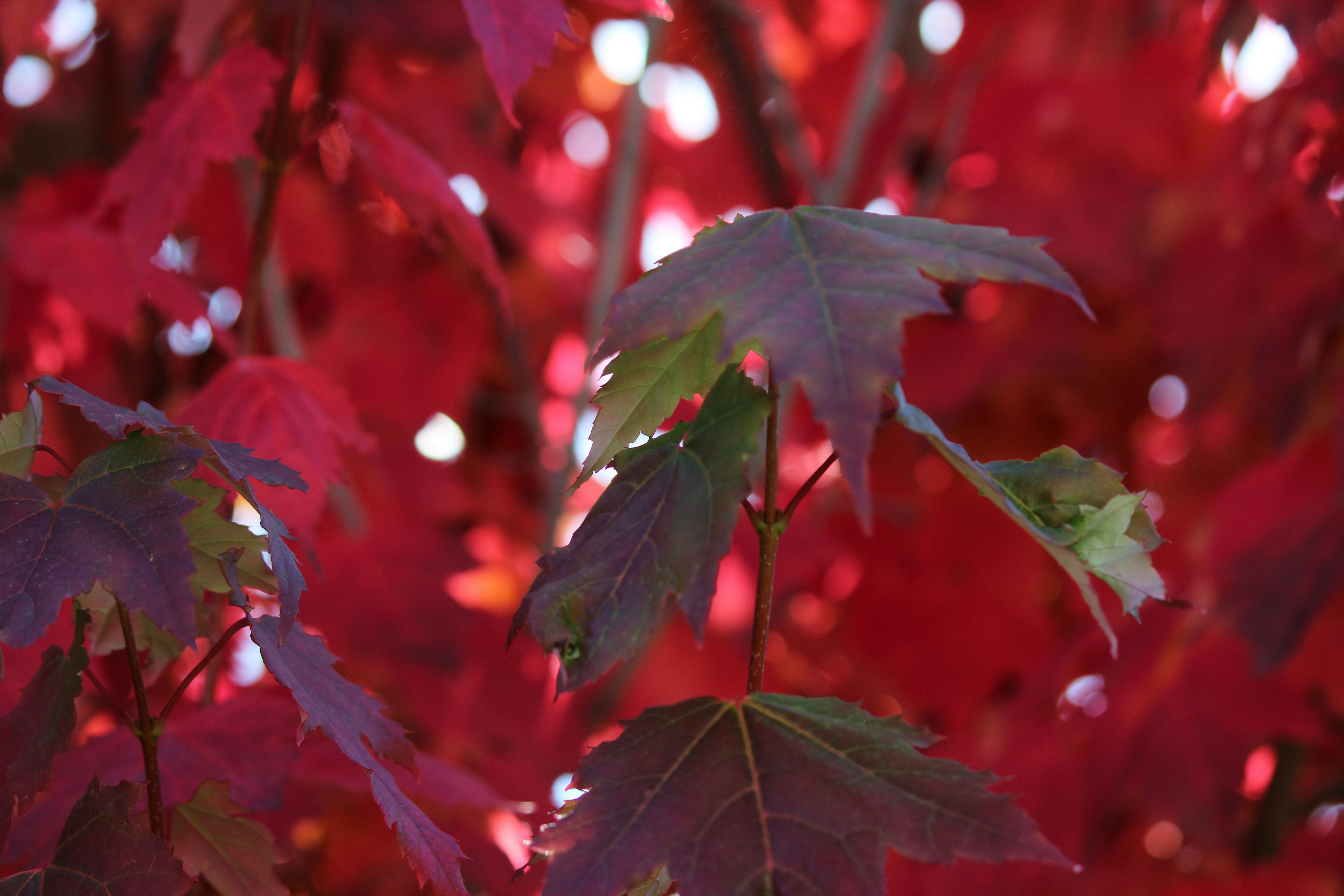 Photo by bobphotography