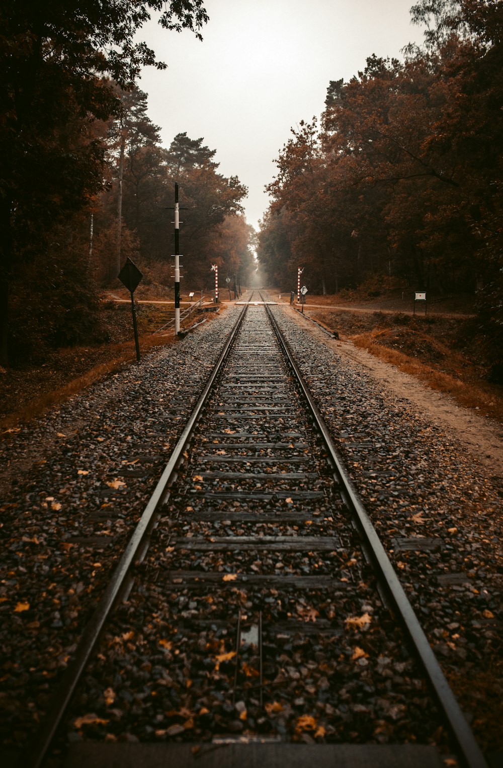 train rail in the middle of trees