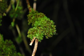 Cluster of vibrant green moss growing on a branch against a dark background, with fine, spiky textures and a rich, deep color that stands out.
