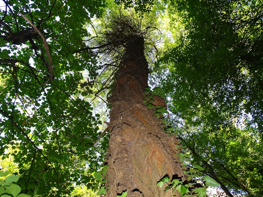 low angle photography of green tree during daytime