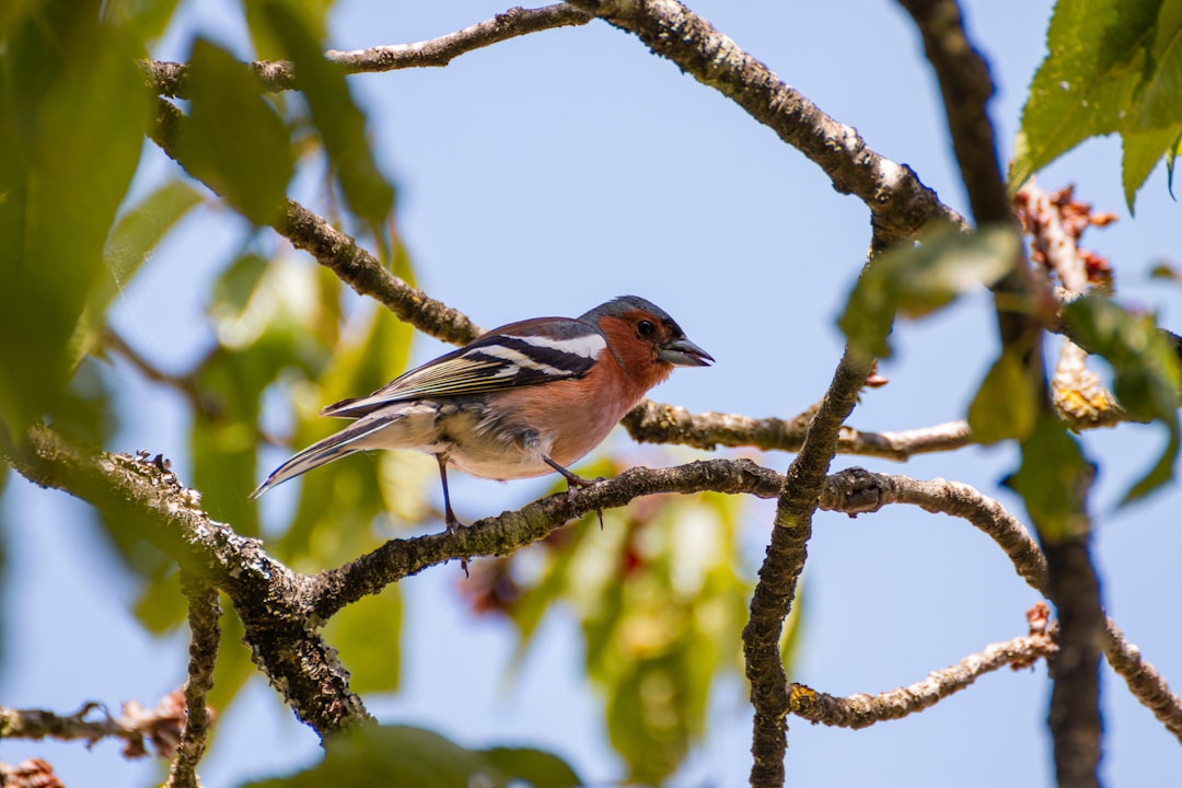 Wildlife photo spot Seine-et-Marne Versailles