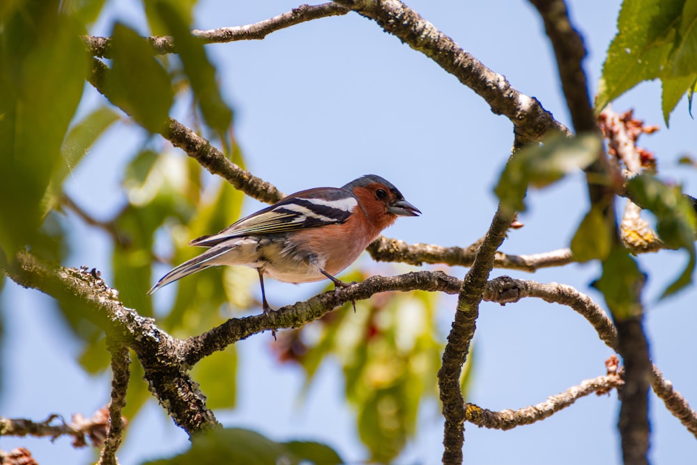 brown and black bird on tree branch during daytime