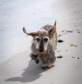 gray and white long coat small dog on white sand during daytime