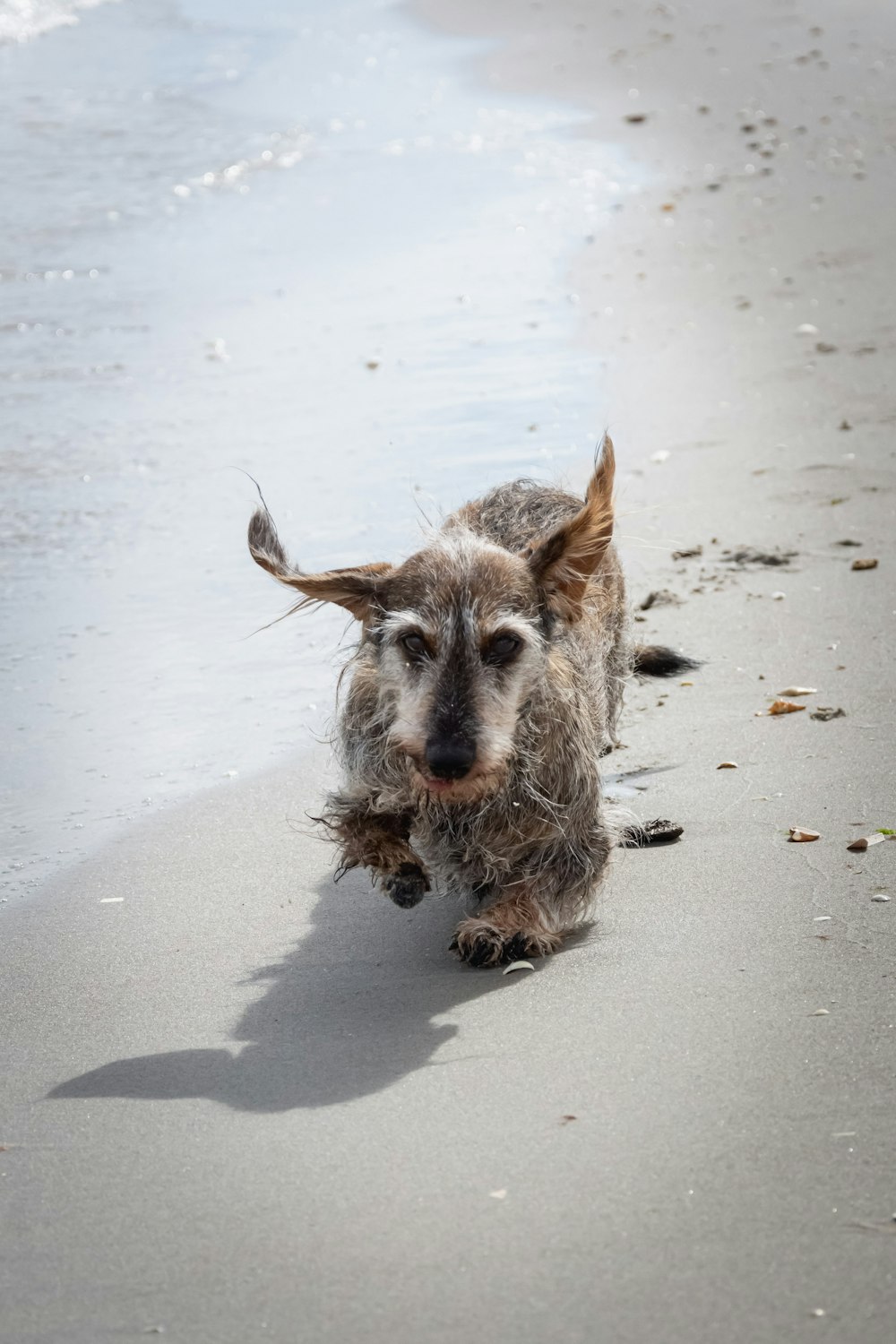 gray and white long coat small dog on white sand during daytime