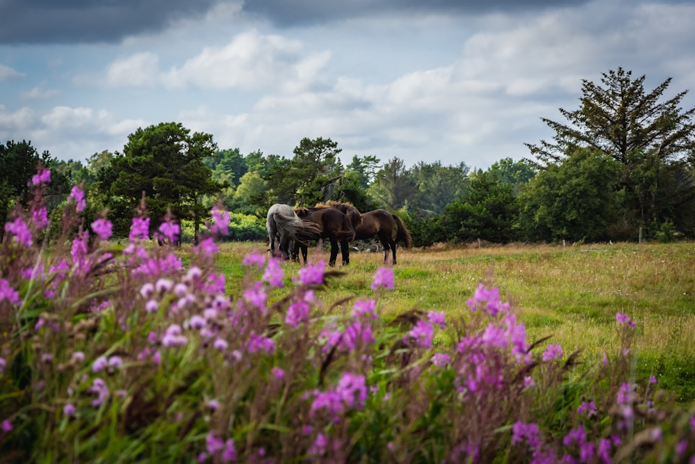 brown horses on green grass field during daytime