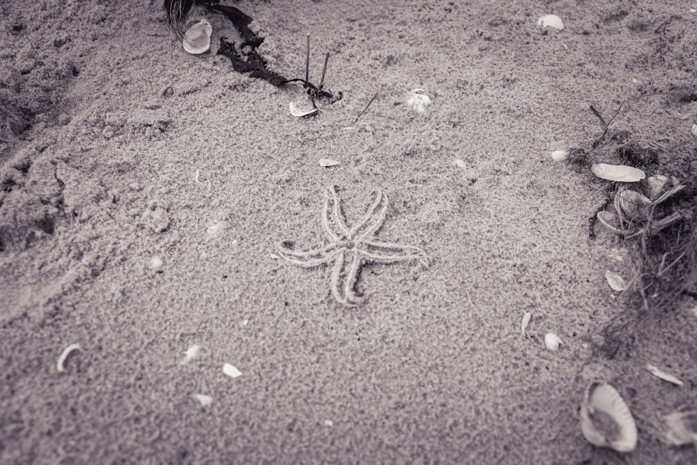 black and white starfish on brown sand
