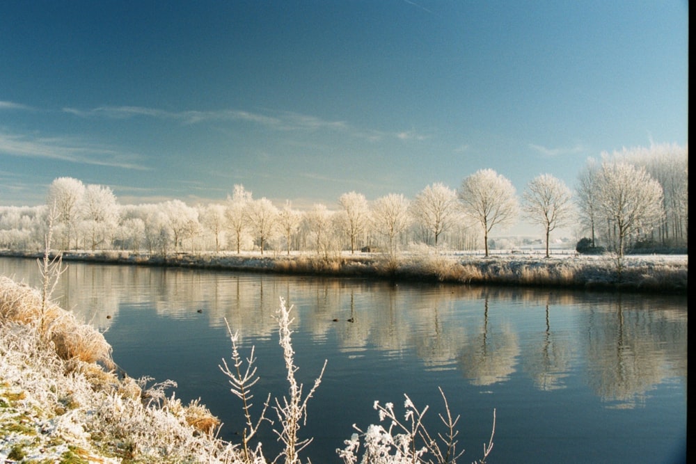 brown trees near body of water during daytime