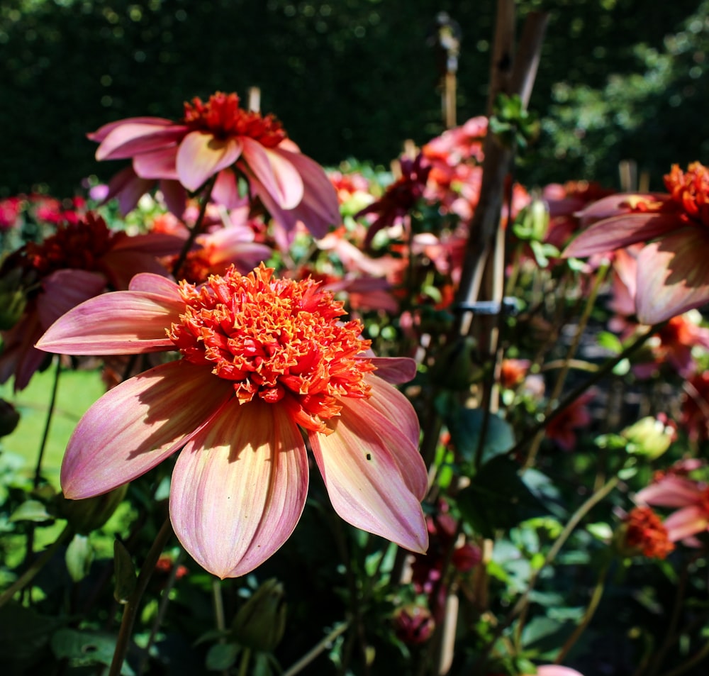 チルトシフトレンズのピンクと黄色の花