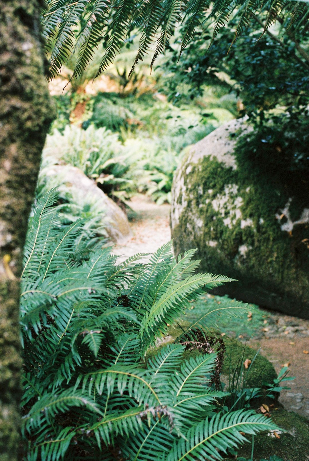 green fern plant on brown soil