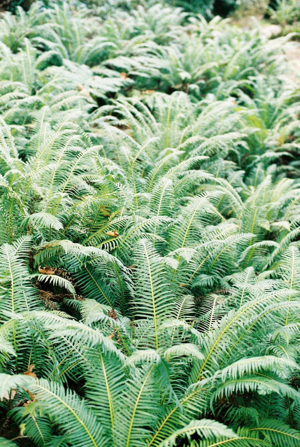 green and brown plant during daytime