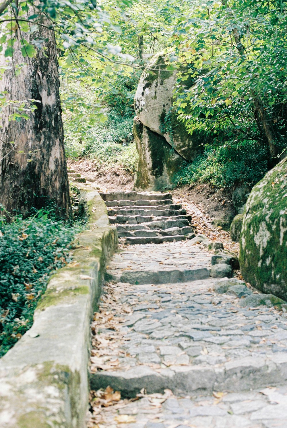 gray concrete stairs between green trees during daytime