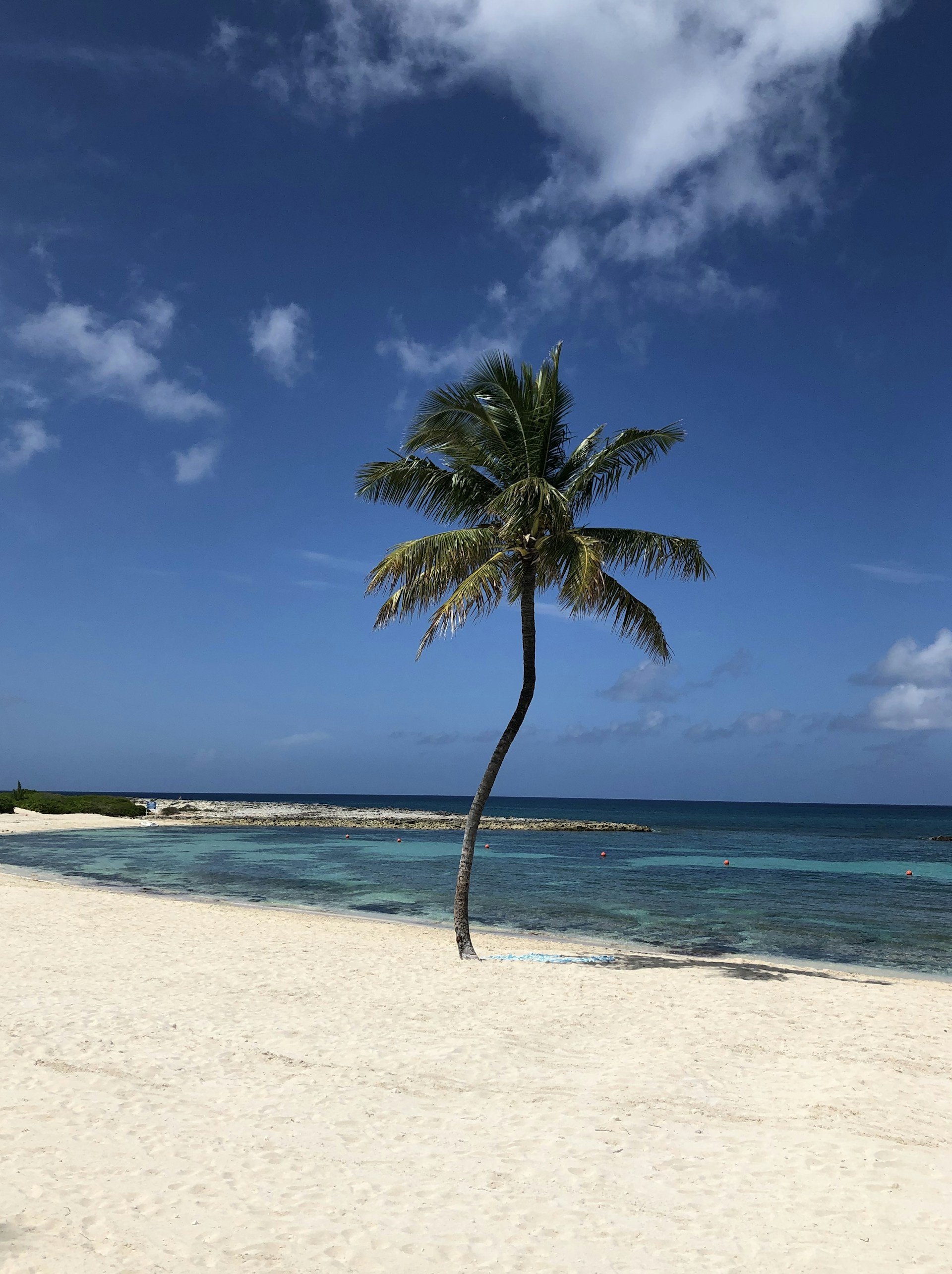 green palm tree on white sand beach during daytime