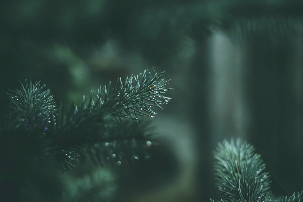 green pine tree in close up photography