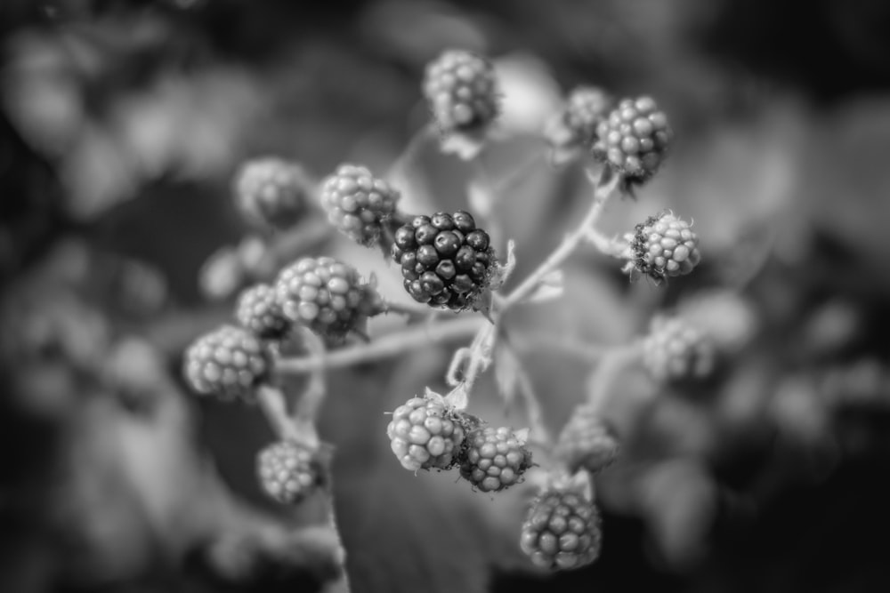 grayscale photo of flower buds