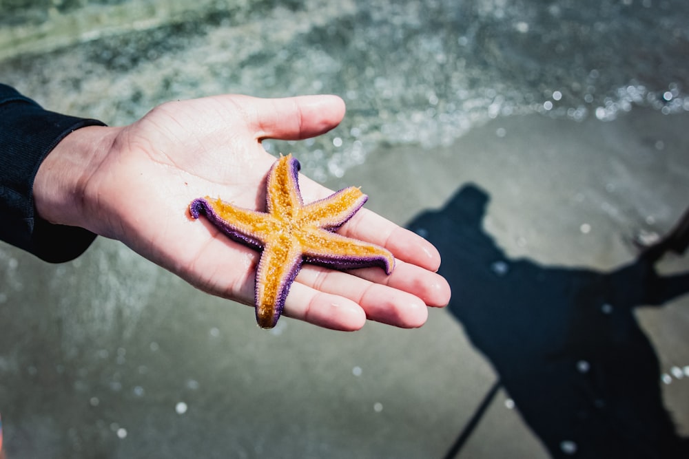 person holding brown and yellow star fish