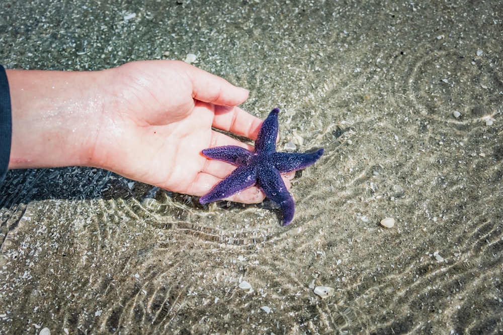 estrela-do-mar azul na mão das pessoas