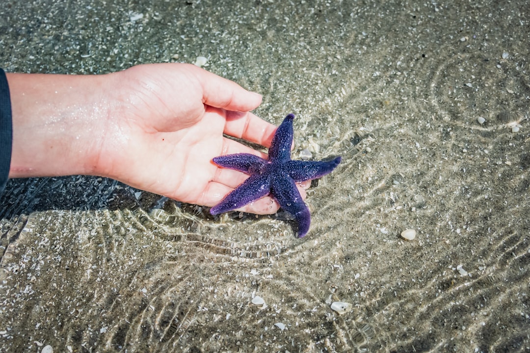 starfish