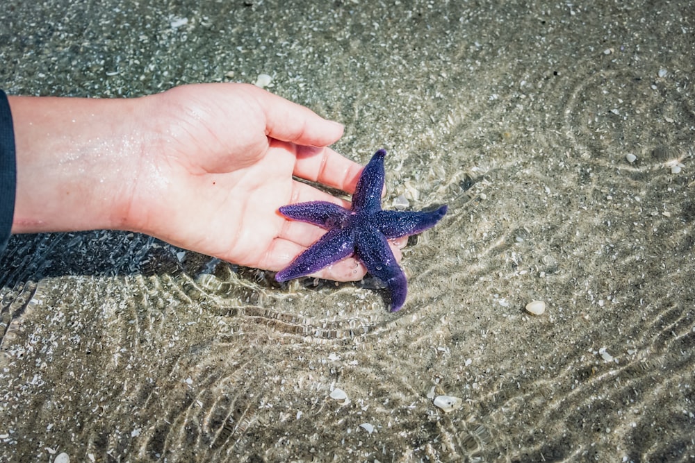 Estrella de mar azul en la mano de las personas