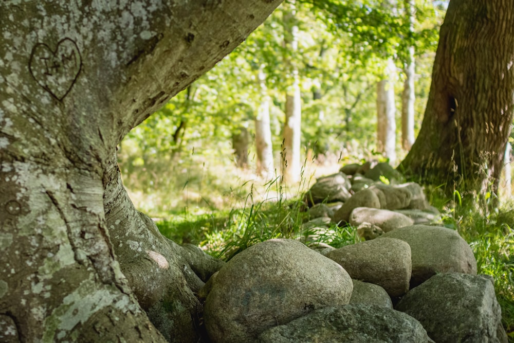 Rocas grises en un campo de hierba verde durante el día