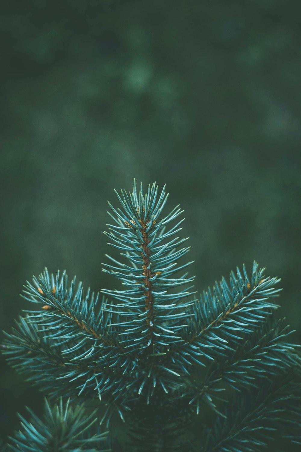 クローズアップ写真の緑の松の木