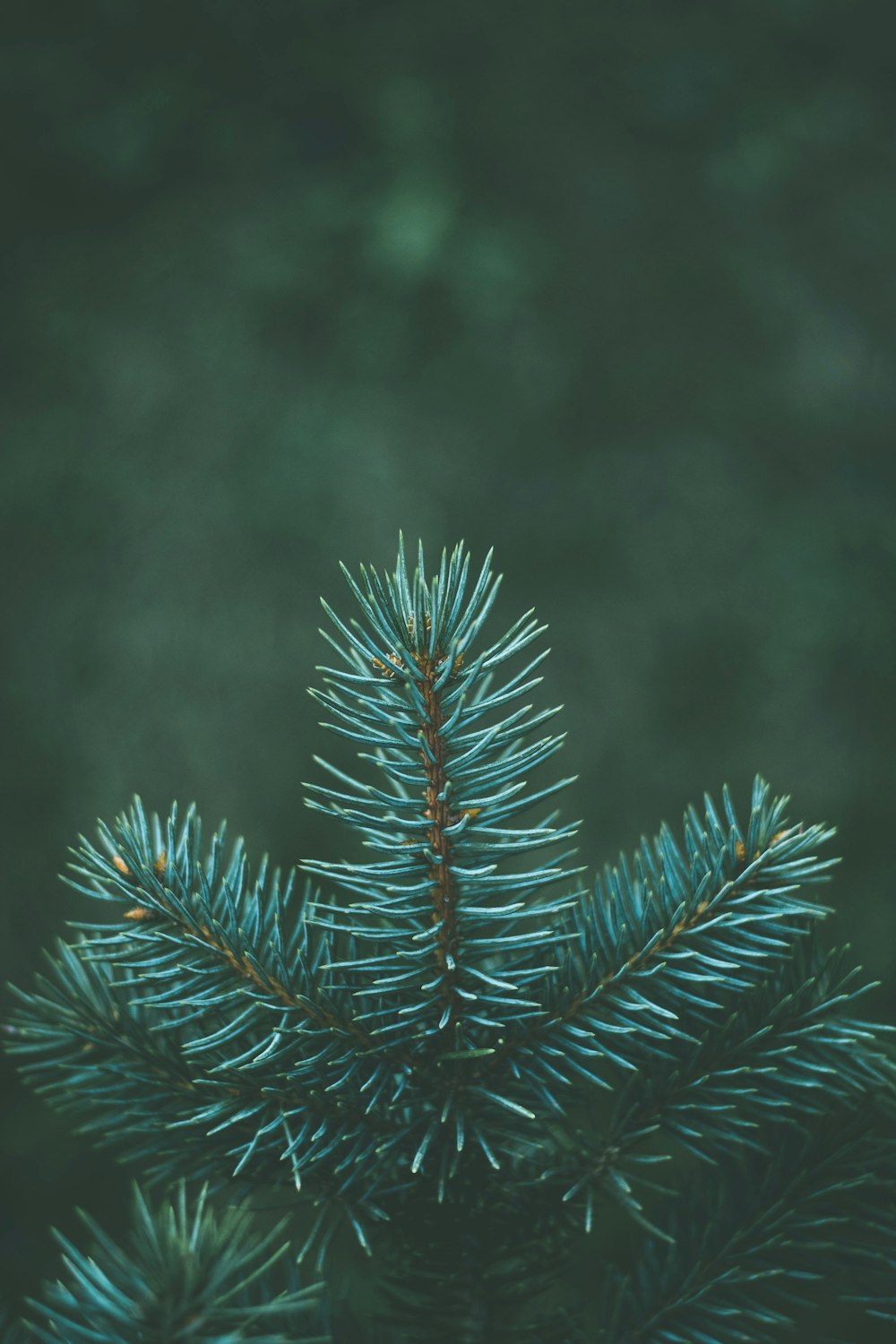 green pine tree in close up photography