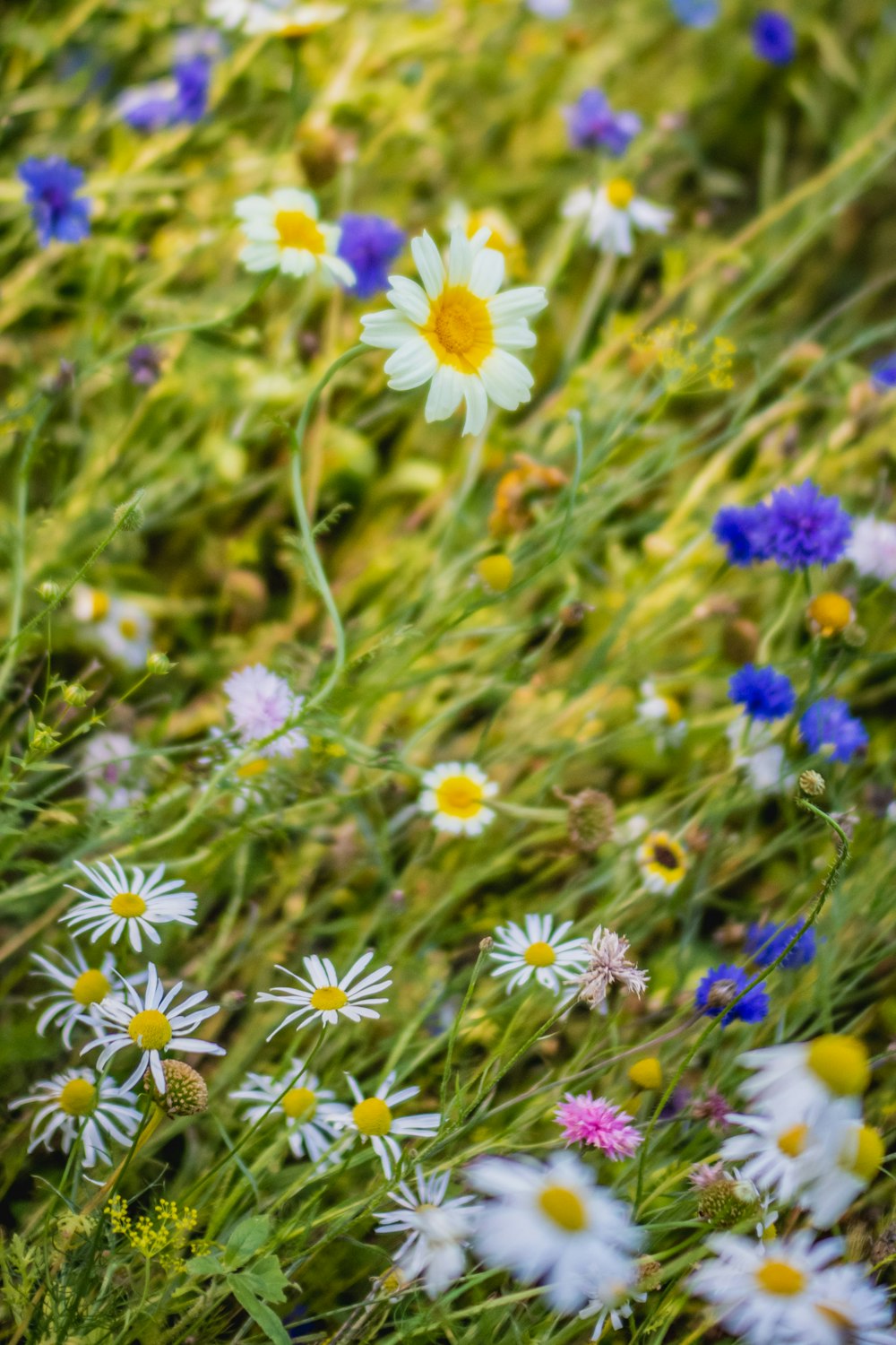 purple and white flowers in tilt shift lens