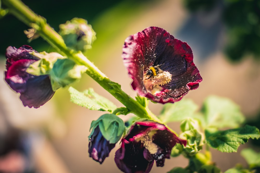 red flower with green leaves