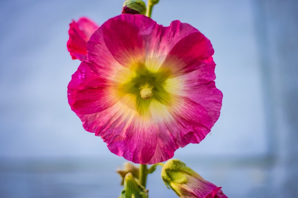 Flor rosa y amarilla en lente de cambio de inclinación