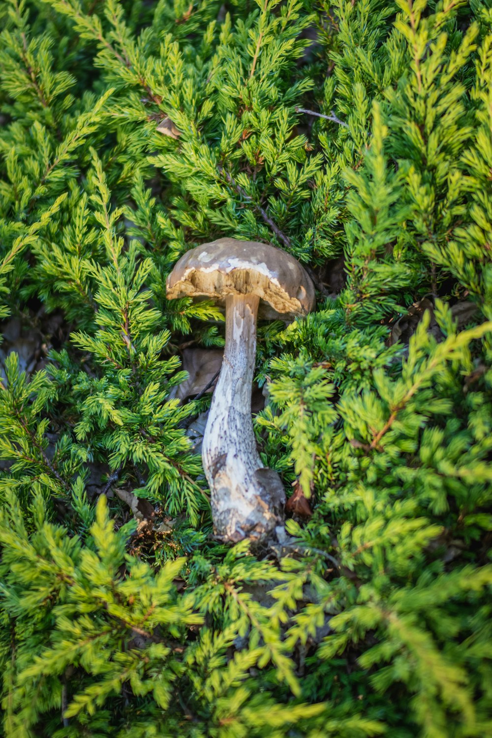 brown mushroom on green grass