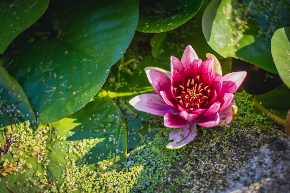 pink lotus flower on water