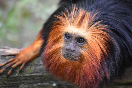 brown and black monkey on tree branch in Vallée Des Singes Romagne France