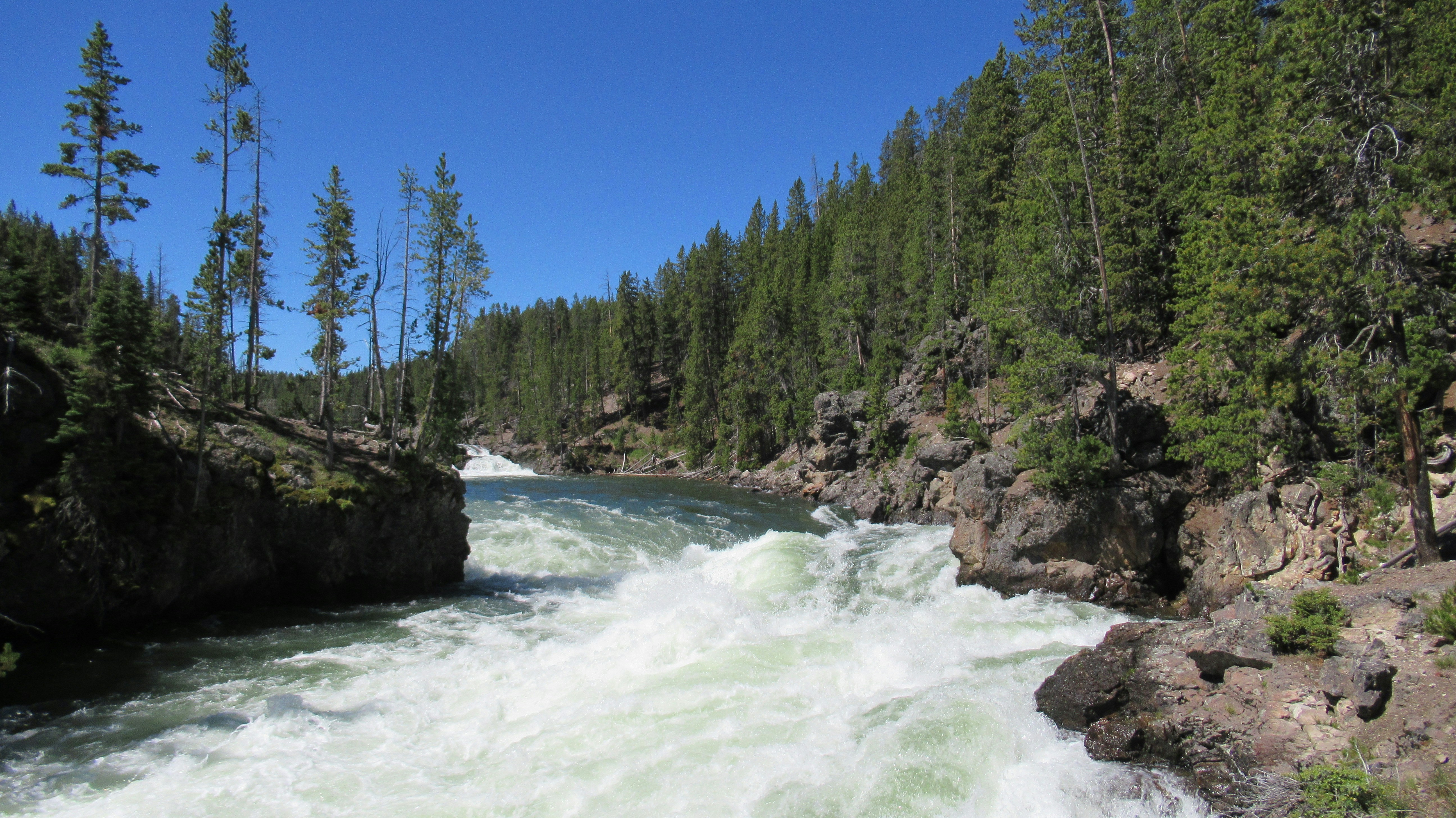 green pine trees beside river during daytime