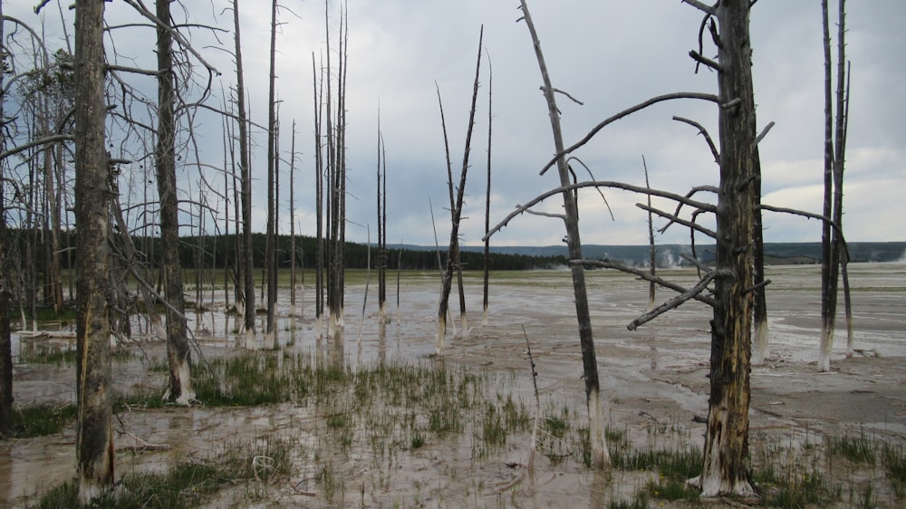 árvores sem folhas no campo marrom sob o céu branco durante o dia