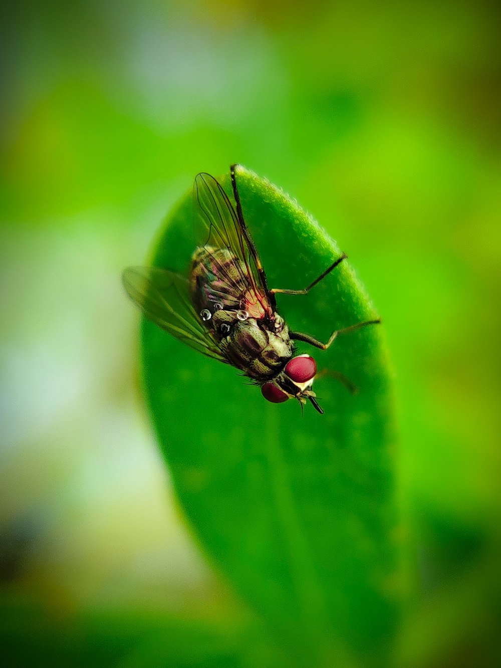 black fly perched on green leaf in close up photography during daytime