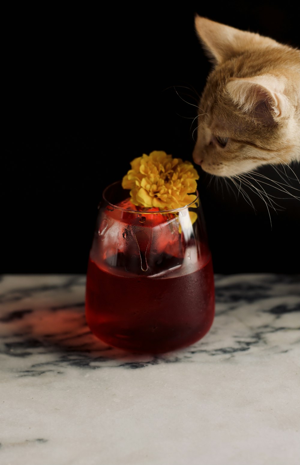 orange tabby cat in front of clear glass jar with red liquid