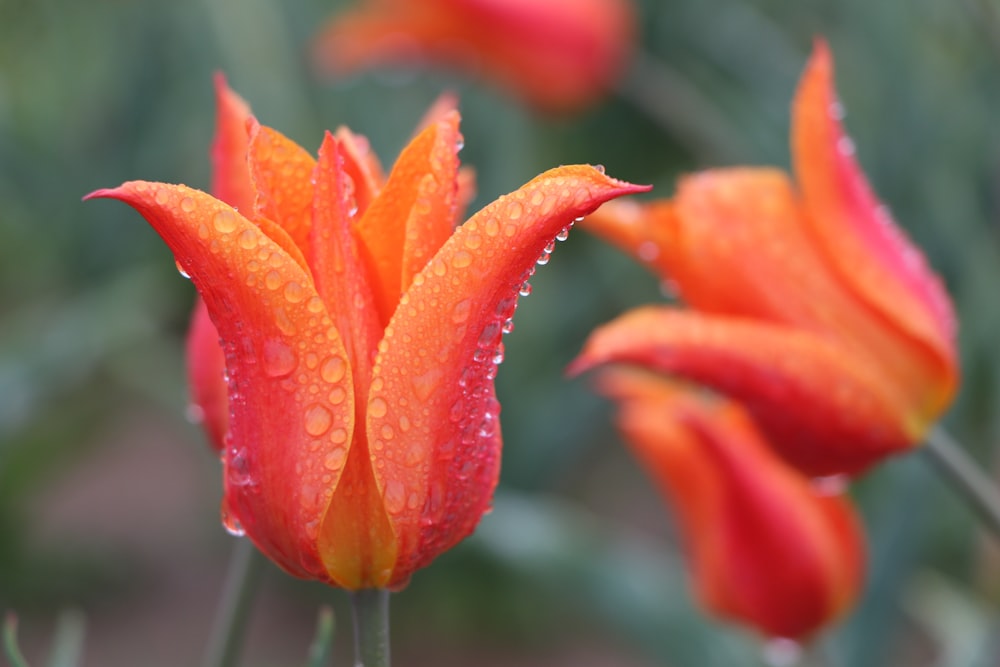 red flower with water droplets