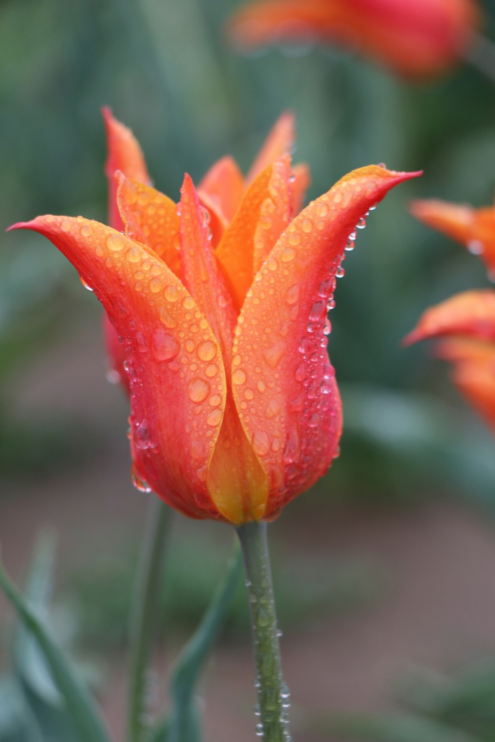 red flower with water droplets