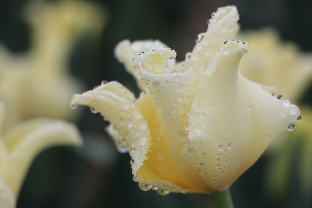 white flower with water droplets