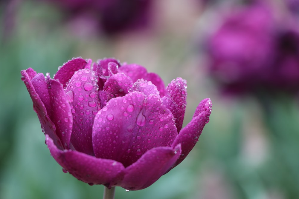 purple flower in macro shot