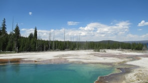 A serene view of a natural mineral spring bubbling up among lush greenery.